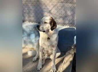Maya ,sanfte Mastin-Mix-Hündin mit gefleckter Nase sucht ihr Für-immer-Zuhause