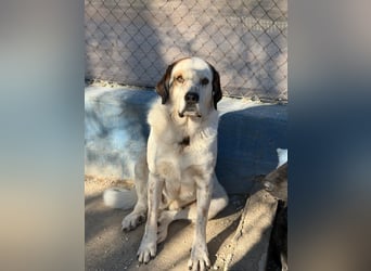 Maya ,sanfte Mastin-Mix-Hündin mit gefleckter Nase sucht ihr Für-immer-Zuhause