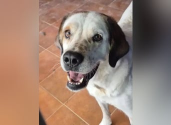 Maya ,sanfte Mastin-Mix-Hündin mit gefleckter Nase sucht ihr Für-immer-Zuhause