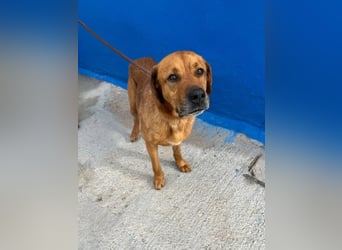 Tommy, sucht schon lange ein Zuhause