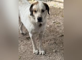 Maya ,sanfte Mastin-Mix-Hündin mit gefleckter Nase sucht ihr Für-immer-Zuhause