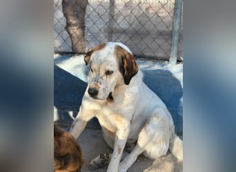 Maya ,sanfte Mastin-Mix-Hündin mit gefleckter Nase sucht ihr Für-immer-Zuhause