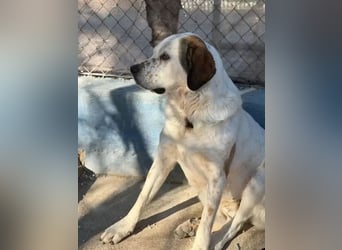 Maya ,sanfte Mastin-Mix-Hündin mit gefleckter Nase sucht ihr Für-immer-Zuhause