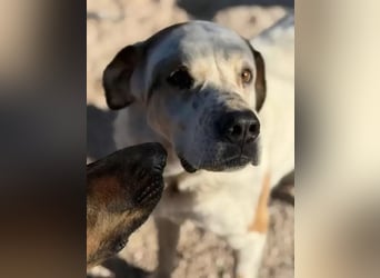 Maya ,sanfte Mastin-Mix-Hündin mit gefleckter Nase sucht ihr Für-immer-Zuhause