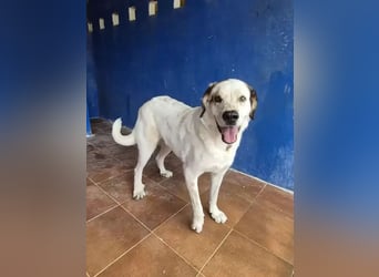 Maya ,sanfte Mastin-Mix-Hündin mit gefleckter Nase sucht ihr Für-immer-Zuhause