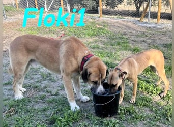 Floki1 geb. 10/2023 (ESP) - ausgeglichener, großer Mastín Español sucht Rassefans!