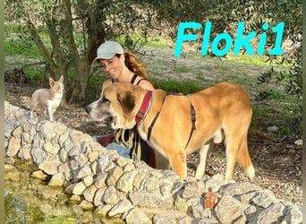 Floki1 geb. 10/2023 (ESP) - ausgeglichener, großer Mastín Español sucht Rassefans!