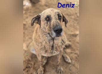Deniz geb. 09/2020 (ESP) - treuer, aufmerksamer und gehorsamer, großer Mastín Español!