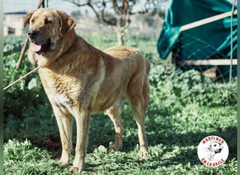 Deniz geb. 09/2020 (ESP) - treuer, aufmerksamer und gehorsamer, großer Mastín Español!
