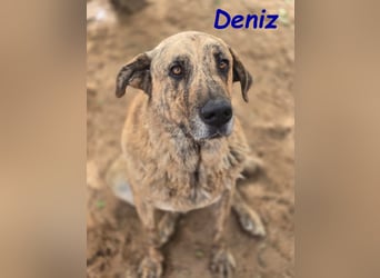 Deniz geb. 09/2020 (ESP) - treuer, aufmerksamer und gehorsamer, großer Mastín Español!