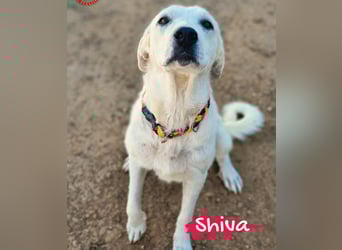 Shiva2 geb. 10/2020 (ESP) - sanftmütige, ausgeglichene und menschenbezogene Mastín Español Hündin!