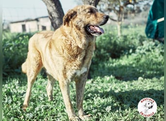 Deniz geb. 09/2020 (ESP) - treuer, aufmerksamer und gehorsamer, großer Mastín Español!