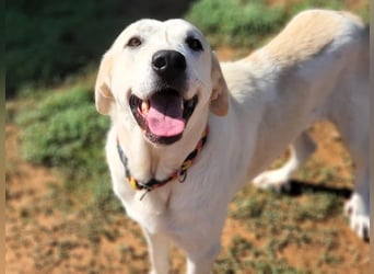 Shiva2 geb. 10/2020 (ESP) - sanftmütige, ausgeglichene und menschenbezogene Mastín Español Hündin!