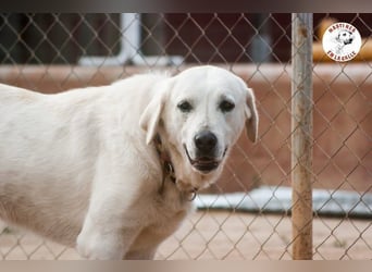 Shiva2 geb. 10/2020 (ESP) - sanftmütige, ausgeglichene und menschenbezogene Mastín Español Hündin!