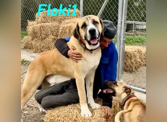 Floki1 geb. 10/2023 (ESP) - ausgeglichener, großer Mastín Español sucht Rassefans!