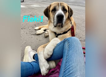 Floki1 geb. 10/2023 (ESP) - ausgeglichener, großer Mastín Español sucht Rassefans!