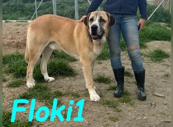 Floki1 geb. 10/2023 (ESP) - ausgeglichener, großer Mastín Español sucht Rassefans!