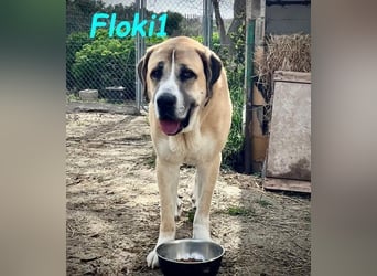 Floki1 geb. 10/2023 (ESP) - ausgeglichener, großer Mastín Español sucht Rassefans!