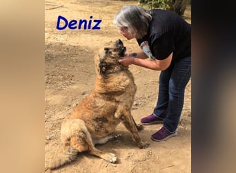 Deniz geb. 09/2020 (ESP) - treuer, aufmerksamer und gehorsamer, großer Mastín Español!