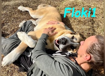 Floki1 geb. 10/2023 (ESP) - ausgeglichener, großer Mastín Español sucht Rassefans!