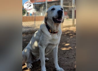 Shiva2 geb. 10/2020 (ESP) - sanftmütige, ausgeglichene und menschenbezogene Mastín Español Hündin!
