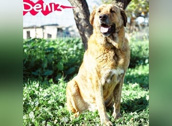 Deniz geb. 09/2020 (ESP) - treuer, aufmerksamer und gehorsamer, großer Mastín Español!