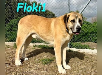 Floki1 geb. 10/2023 (ESP) - ausgeglichener, großer Mastín Español sucht Rassefans!