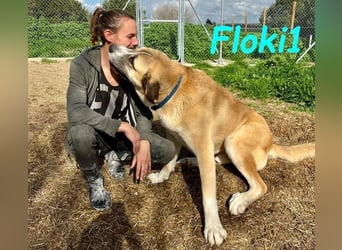 Floki1 geb. 10/2023 (ESP) - ausgeglichener, großer Mastín Español sucht Rassefans!