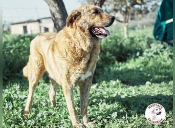 Deniz geb. 09/2020 (ESP) - treuer, aufmerksamer und gehorsamer, großer Mastín Español!