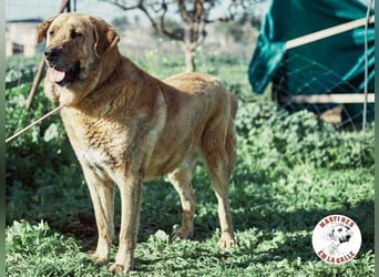 Deniz geb. 09/2020 (ESP) - treuer, aufmerksamer und gehorsamer, großer Mastín Español!