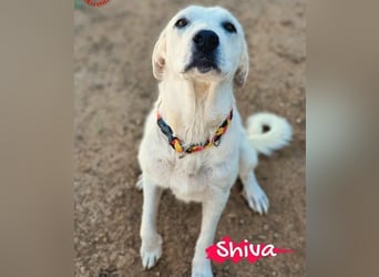 Shiva2 geb. 10/2020 (ESP) - sanftmütige, ausgeglichene und menschenbezogene Mastín Español Hündin!