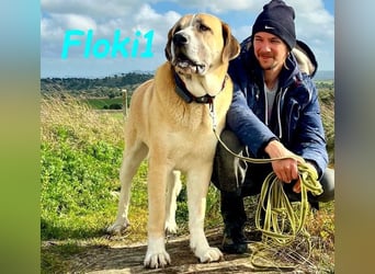 Floki1 geb. 10/2023 (ESP) - ausgeglichener, großer Mastín Español sucht Rassefans!