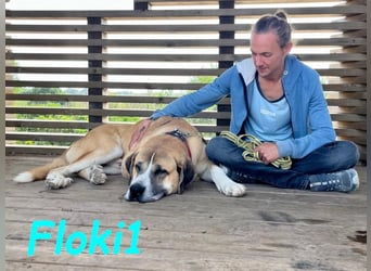 Floki1 geb. 10/2023 (ESP) - ausgeglichener, großer Mastín Español sucht Rassefans!