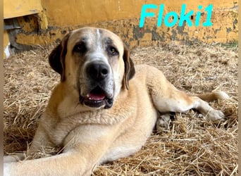 Floki1 geb. 10/2023 (ESP) - ausgeglichener, großer Mastín Español sucht Rassefans!