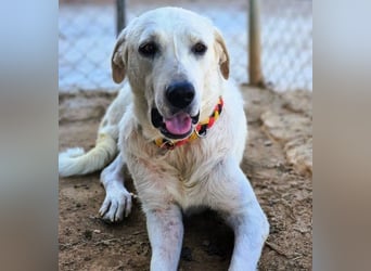 Shiva2 geb. 10/2020 (ESP) - sanftmütige, ausgeglichene und menschenbezogene Mastín Español Hündin!