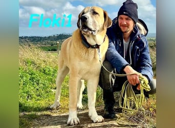 Floki1 geb. 10/2023 (ESP) - ausgeglichener, großer Mastín Español sucht Rassefans!