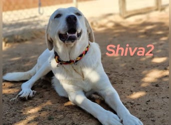 Shiva2 geb. 10/2020 (ESP) - sanftmütige, ausgeglichene und menschenbezogene Mastín Español Hündin!