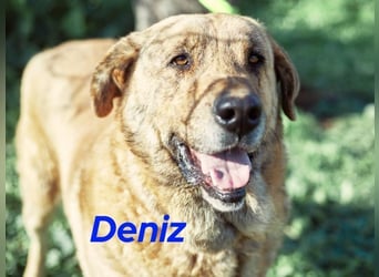 Deniz geb. 09/2020 (ESP) - treuer, aufmerksamer und gehorsamer, großer Mastín Español!