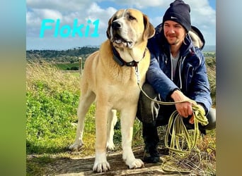 Floki1 geb. 10/2023 (ESP) - ausgeglichener, großer Mastín Español sucht Rassefans!