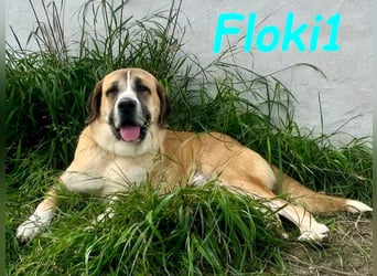 Floki1 geb. 10/2023 (ESP) - ausgeglichener, großer Mastín Español sucht Rassefans!