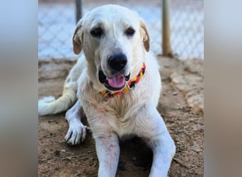 Shiva2 geb. 10/2020 (ESP) - sanftmütige, ausgeglichene und menschenbezogene Mastín Español Hündin!