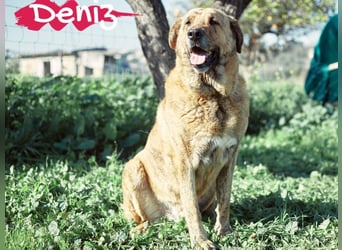 Deniz geb. 09/2020 (ESP) - treuer, aufmerksamer und gehorsamer, großer Mastín Español!