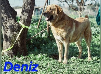 Deniz geb. 09/2020 (ESP) - treuer, aufmerksamer und gehorsamer, großer Mastín Español!
