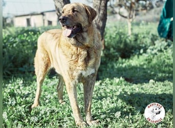 Deniz geb. 09/2020 (ESP) - treuer, aufmerksamer und gehorsamer, großer Mastín Español!