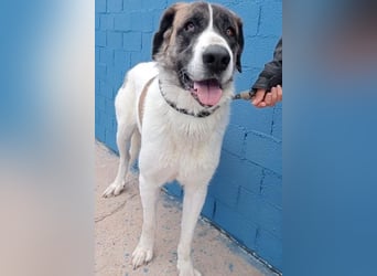 SALSA- Die freundliche und soziale Hündin