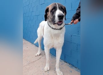 SALSA- Die freundliche und soziale Hündin