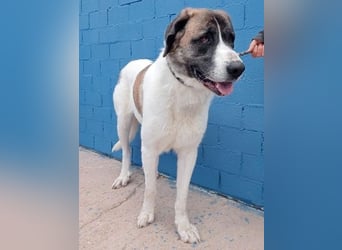 SALSA- Die freundliche und soziale Hündin