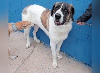 SALSA- Die freundliche und soziale Hündin