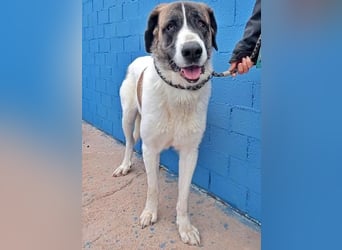 SALSA- Die freundliche und soziale Hündin