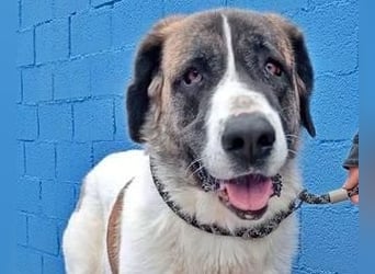 SALSA- Die freundliche und soziale Hündin